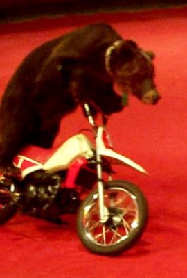 YZ-Baer.jpg